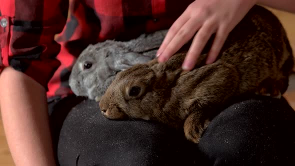 Close Up Woman Caressing Rabbit