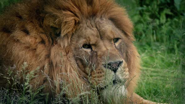 Big Lion Lies Down In The Grass
