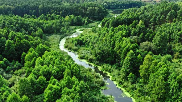 Stunning river and green forest in summer.