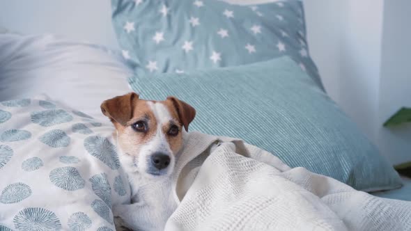 Portrait Cute Jack Russell Dog with Expressive Eyes Under Coverlet in Cozy Beautiful Modern Bedroom