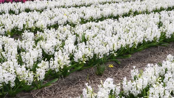 Spring Flower Field At The Netherlands 34