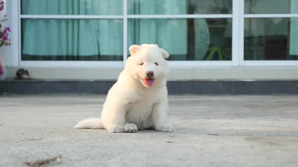 Cute Siberian Husky Puppy Sitting