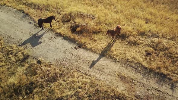 Aerial View of Horses Walking in Field in Countryside