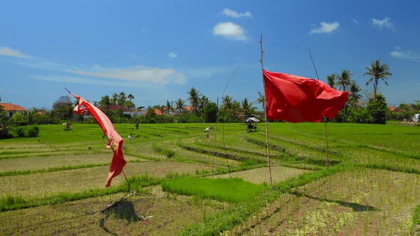 Aerial Drone Flight Over Rice Field Bali Indonesia