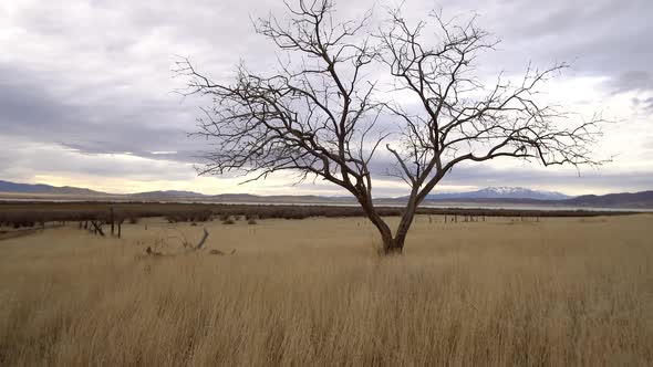 Walking through grassy field moving past single tree on cloudy day