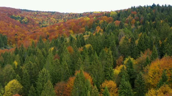 Above Autumn Forest 2