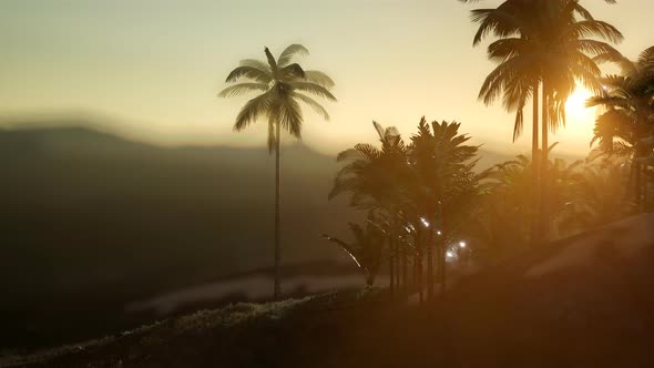 View of the Palm Trees in Fog