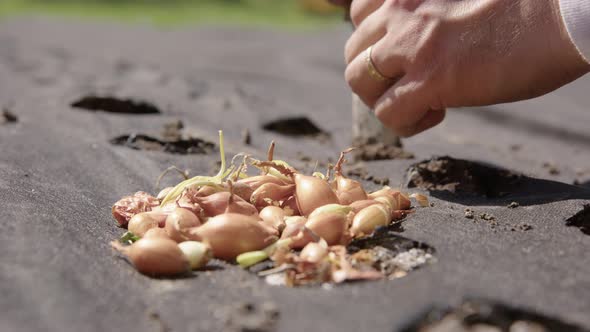 AGRICULTURE - Using a knife to plant garlic cloves, slow motion close up