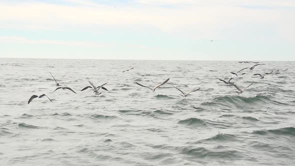 a flock of seagulls on bait fish