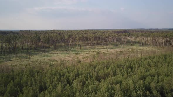 Drone shot of pine tree forest