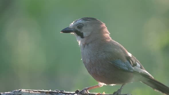 Two Eurasian jay Garrulus glandarius in the wild on a bird feeder