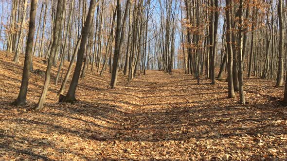 Walking on a forest road, early spring season