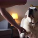 Cheerful Dog Giving Paw And Receives Treat From Pet Owner - VideoHive Item for Sale