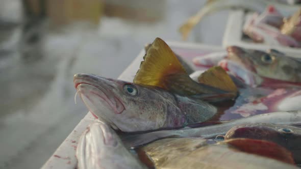 Atlantic cod in containers at harbour ready for seafood industry, grisly scene