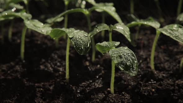 Close Up Seedlings of Cucumbers Watering Green Plants