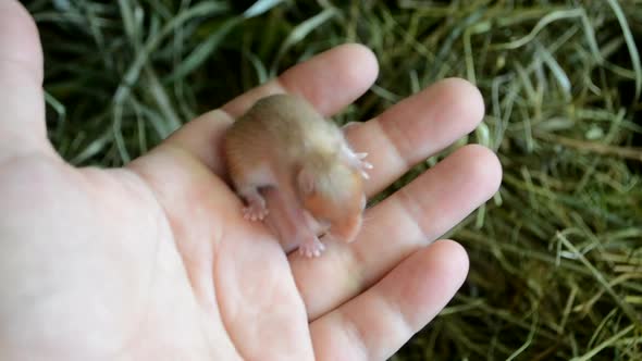 Small Blind Newborn Hamster on a Human Hand Closeup