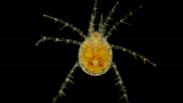 Mite Hydrachnidia Under the Microscope