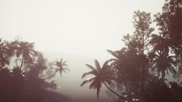 Tropical Palm Rainforest in Fog alt