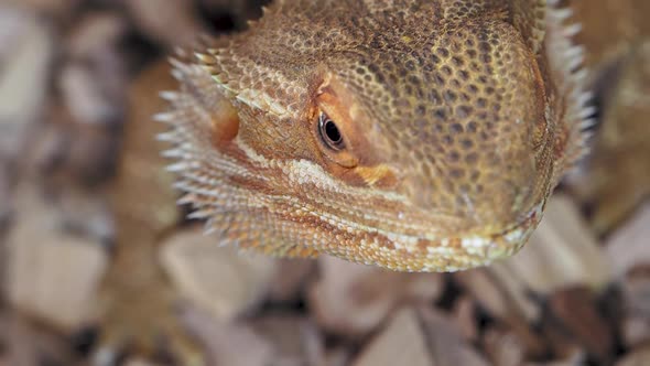 Agama or Dragon Lizards. Close Up Portrait of Lizard. Slow Motion.