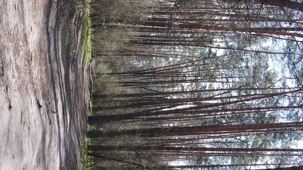 Vertical Video of a Road in the Forest