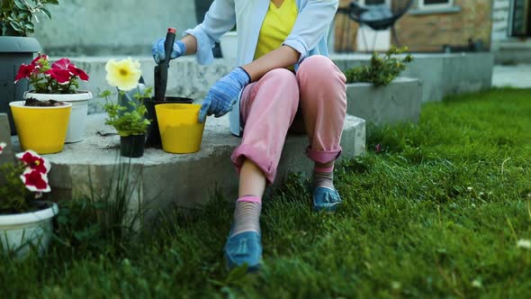 Woman planting petunia surfinia flowers pot, gardening concept