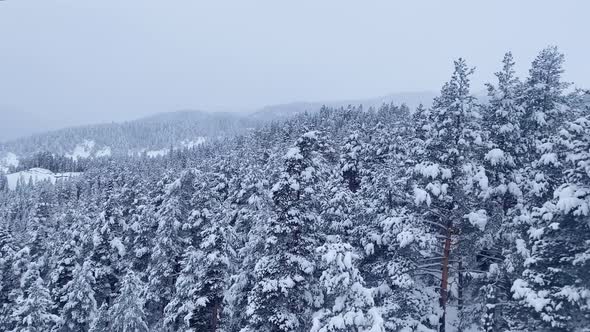 Winter Landscape with a Pine Forest in the Snow