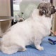 Groomer combing a dog with a slicker brush. working vacuum cleaner - VideoHive Item for Sale