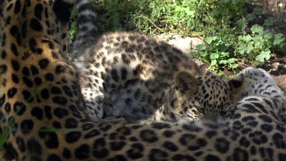 Leopard cub nursing on mothers milk