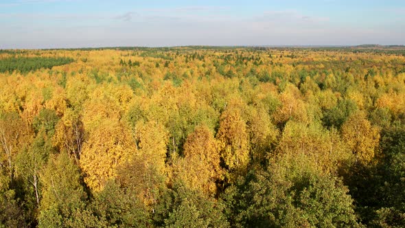 Aerial View at Autumn Mixed Forest at Day