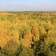 Aerial View at Autumn Mixed Forest at Day - VideoHive Item for Sale