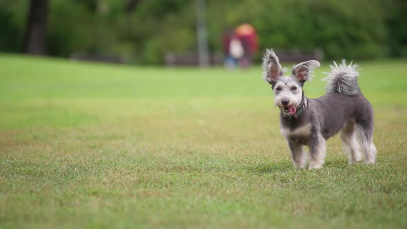 Small cute dog looking at the camera