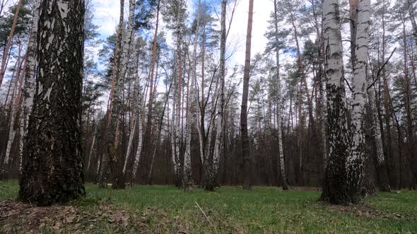 Forest with Birches in the Afternoon