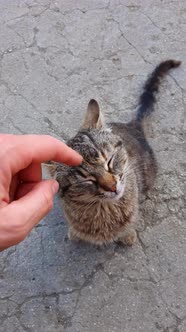 High angle view of the first touch between a little cat and his future owner