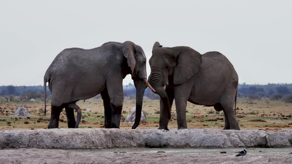 A Pair Of Elephants Standing At The Savanna In Makgadikgadi Pans National Park, Botswana - medium sh