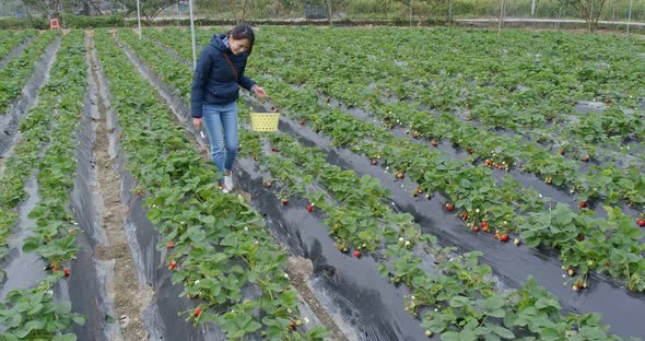 Woman pick strawberry in the farm