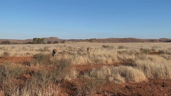 Two Cheetahs walk across African dry savanna grassland toward camera