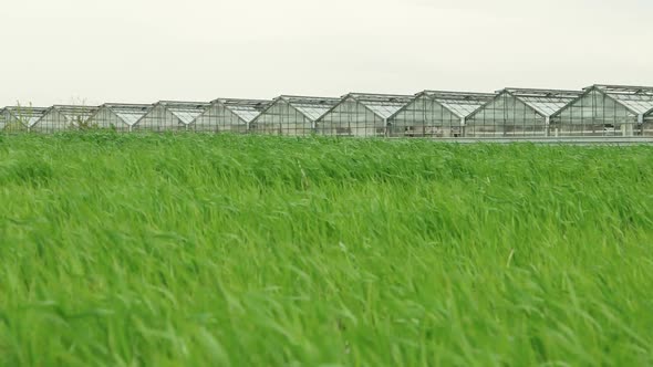 Wheat Field and Greenhouse