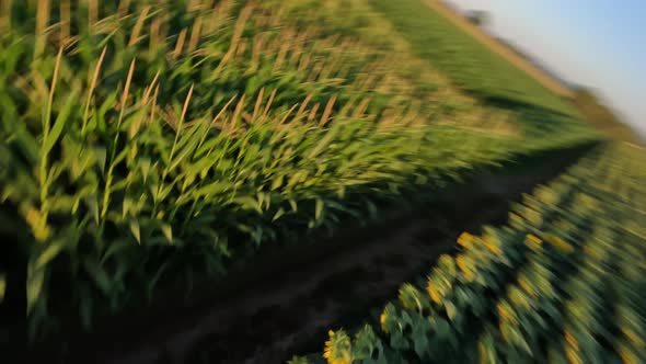 Dynamic Drone Shot Over Endless Fields with Blooming Sunflowers