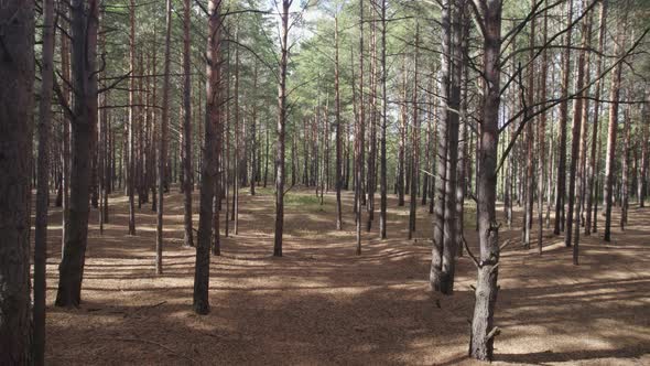 Sunny Pine Forest Slowly