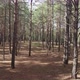Sunny Pine Forest Slowly - VideoHive Item for Sale