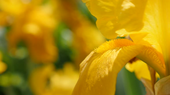 Iris pseudacorus beautiful  spring flower in the garden 4K 3840X2160  UltraHD footage - Iris plant  