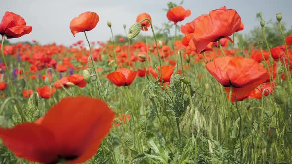 Poppy Field