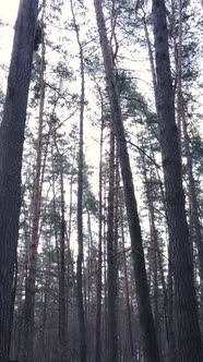 Vertical Video of the Pine Forest in the Afternoon