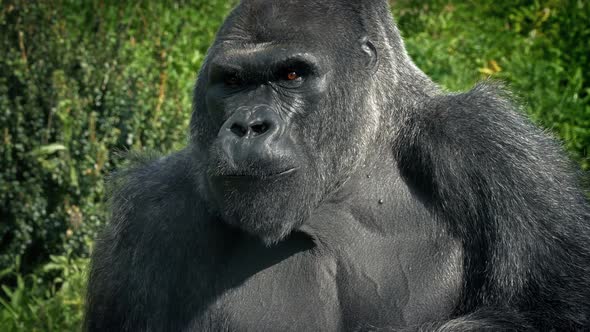 Big Alpha Gorilla Eating Plants