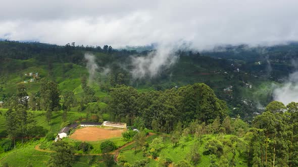 Beautiful Fresh Green Tea Plantation in Sri Lanka