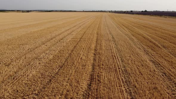 Harvested Wheat Agriculture Field, Farm After Harvest