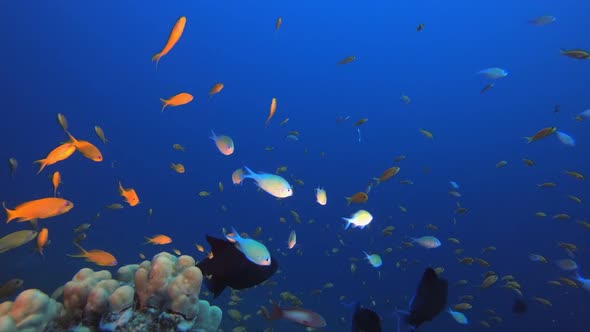 Tropical Fish Corals Marine Reef