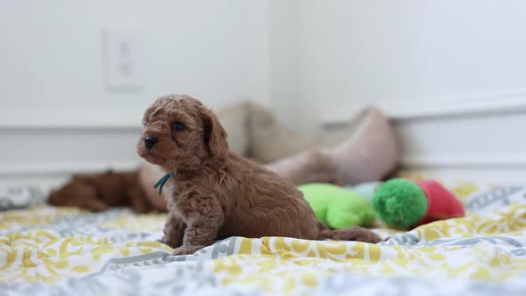 Precious Goldendoodle Breed of Puppy Dog Looking at Camera