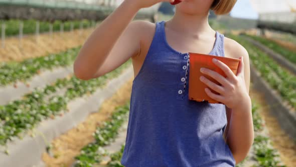 Girl examining strawberry in the farm 