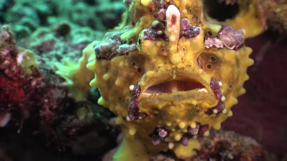 Yellow warty frogfish facing the camera close up and breathing heavily.